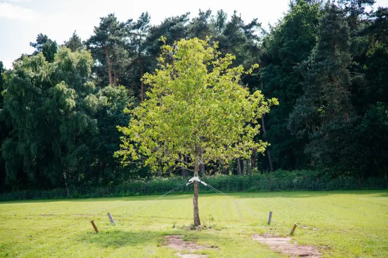 Sarah's Tree