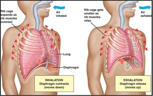 Inhalation and exhalation diagram