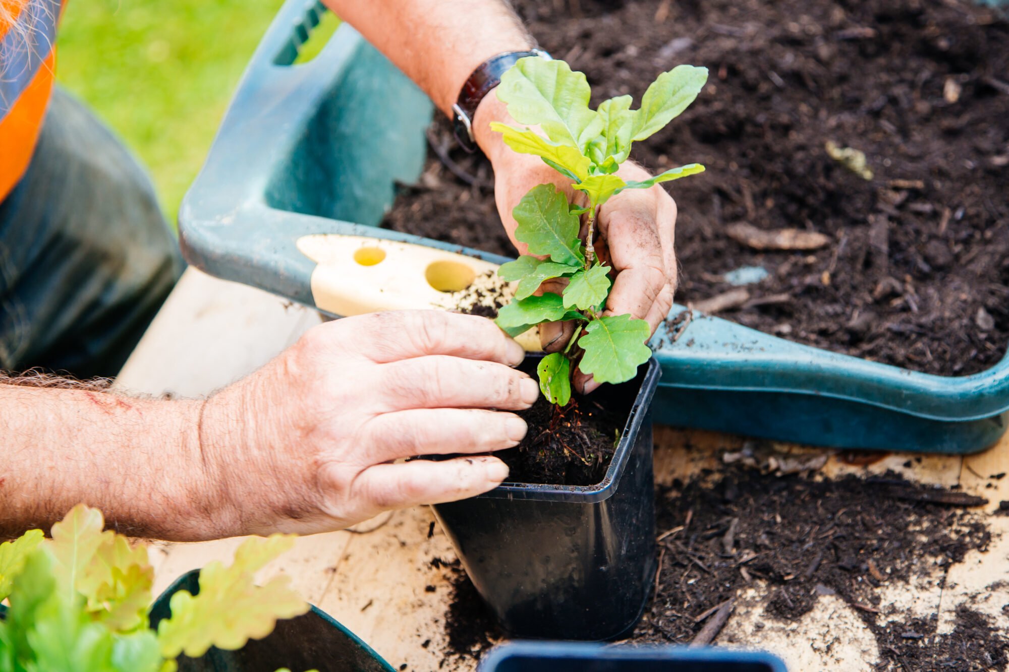 Planting oak tree
